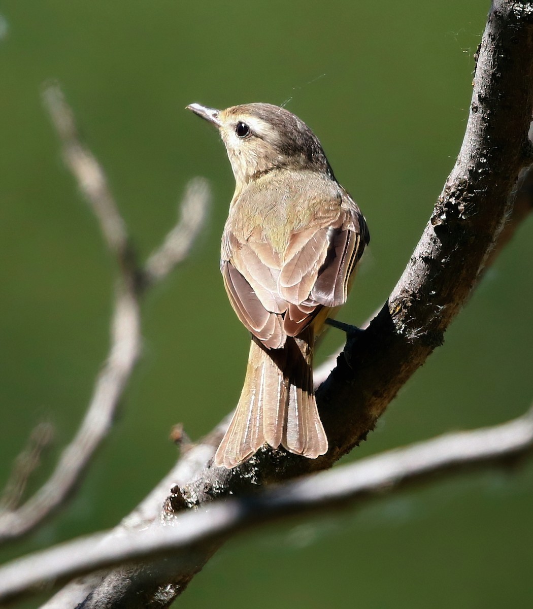 Warbling Vireo - ML620615732