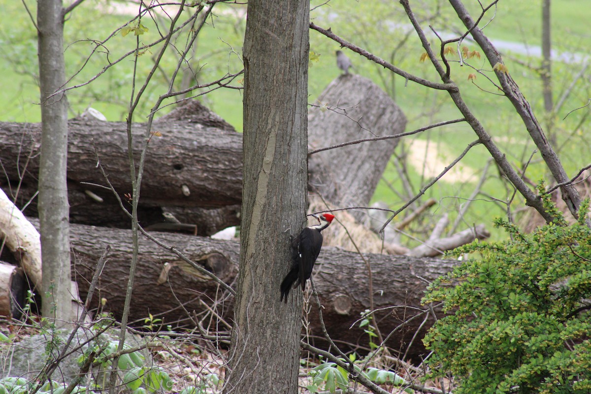 Pileated Woodpecker - ML620615733