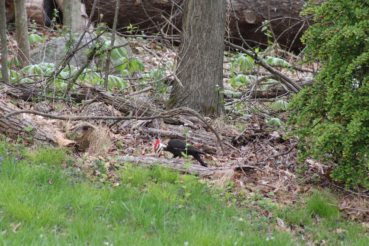 Pileated Woodpecker - Linnae Kuczynski