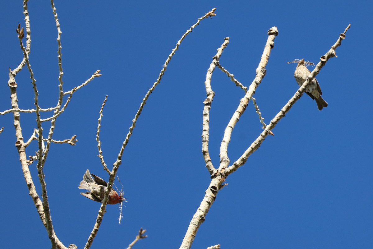 House Finch - ML620615736