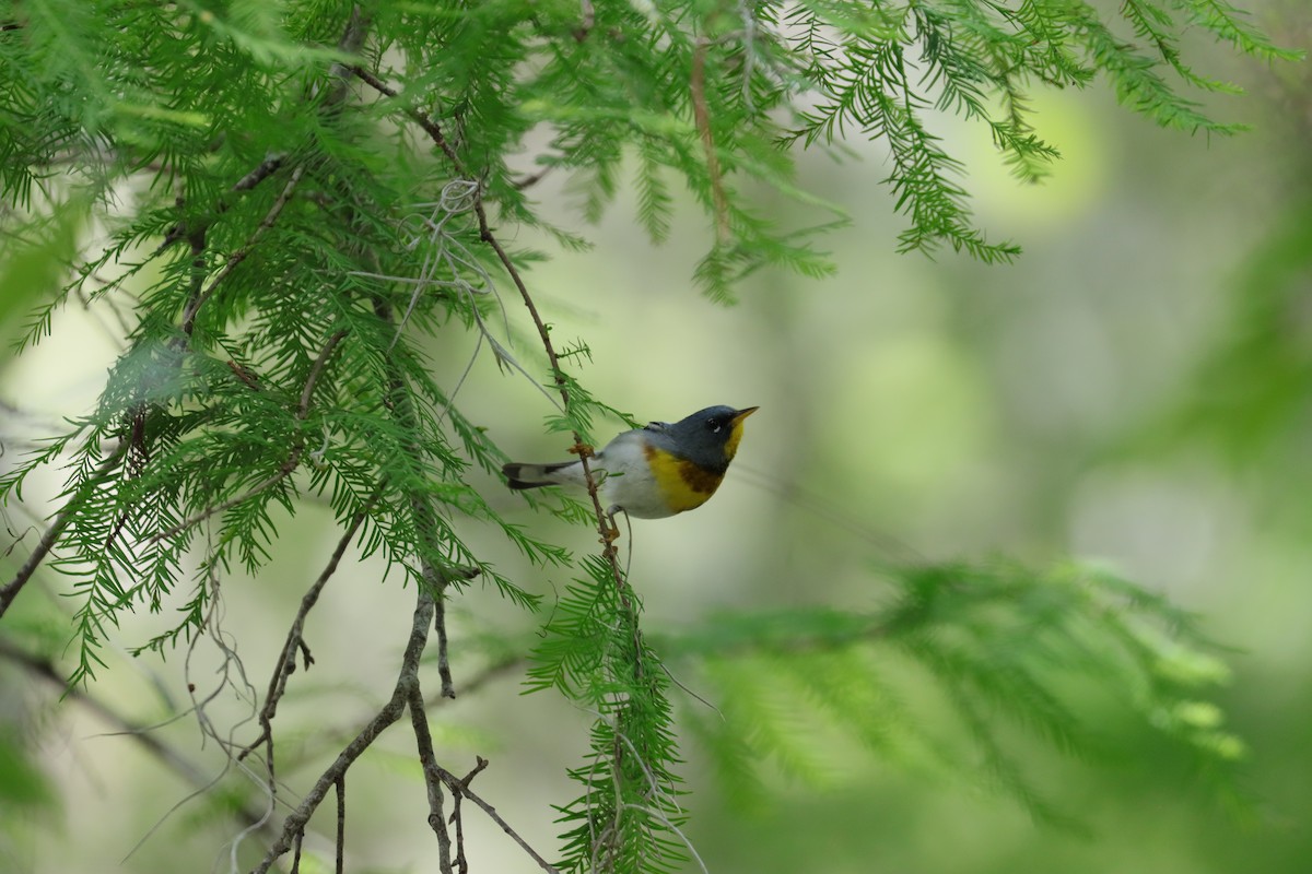 Northern Parula - Robert Stewart