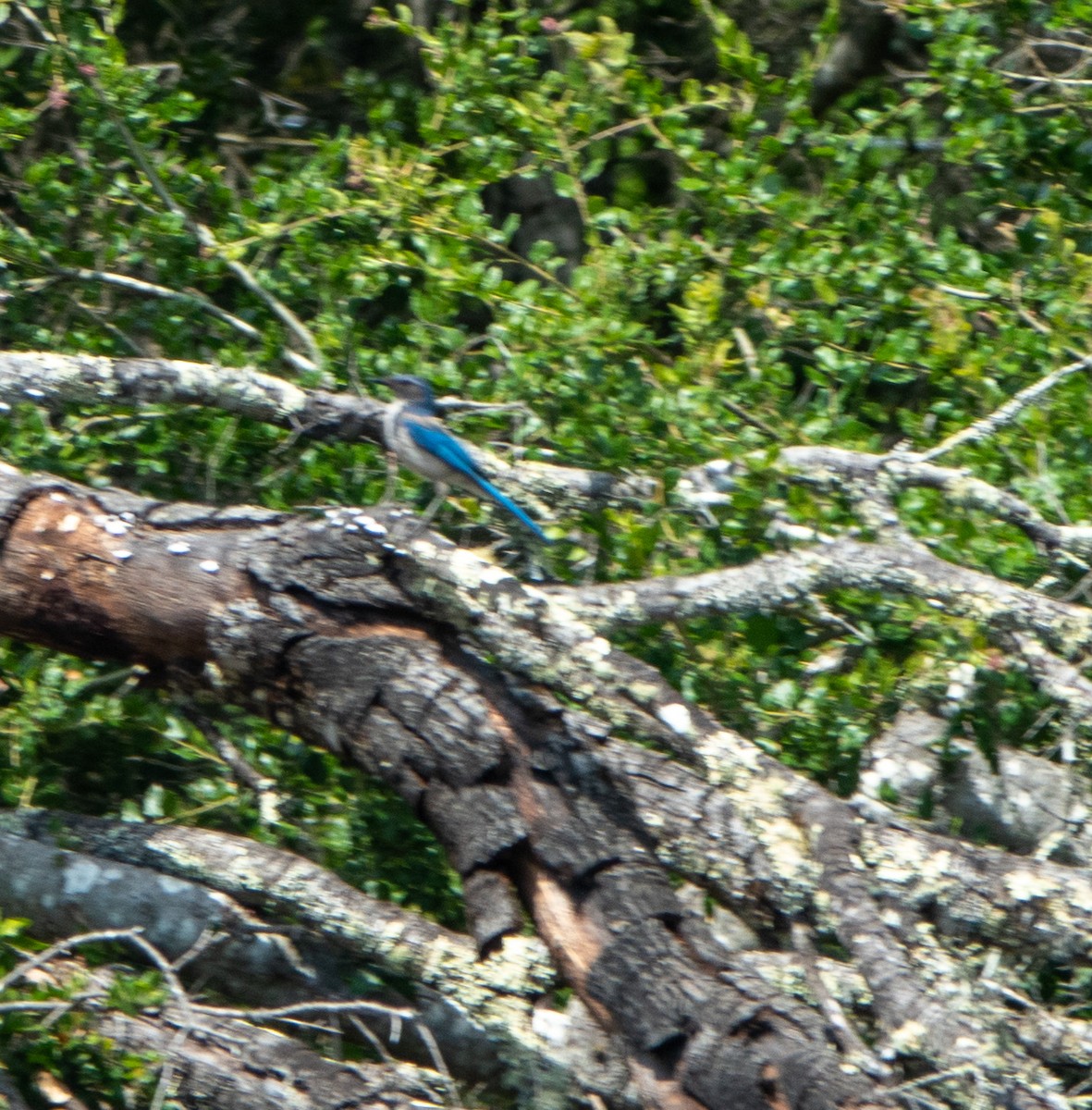 California Scrub-Jay - ML620615740