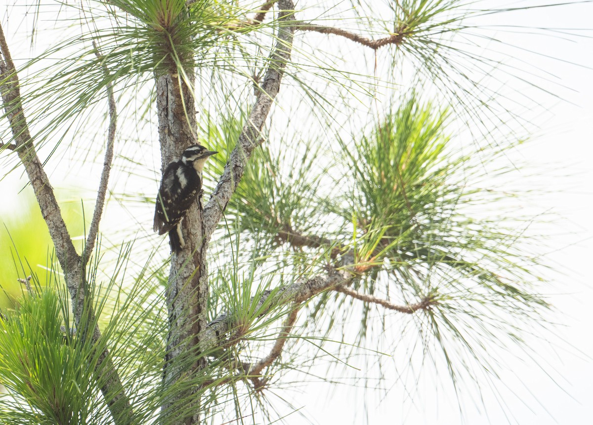 Downy Woodpecker - ML620615741