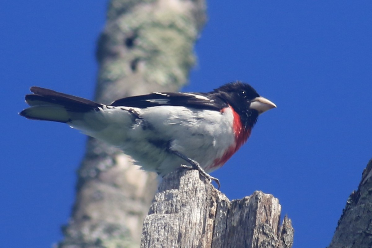 Rose-breasted Grosbeak - ML620615742