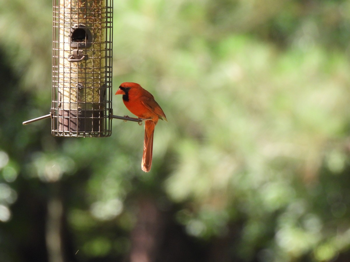 Cardinal rouge - ML620615743