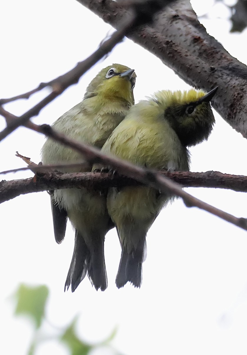 Cape White-eye - ML620615744