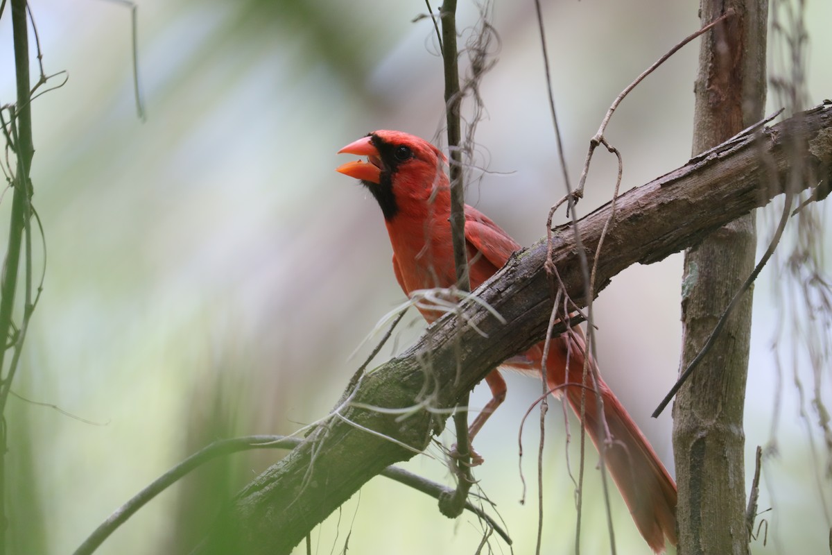 Cardinal rouge - ML620615746