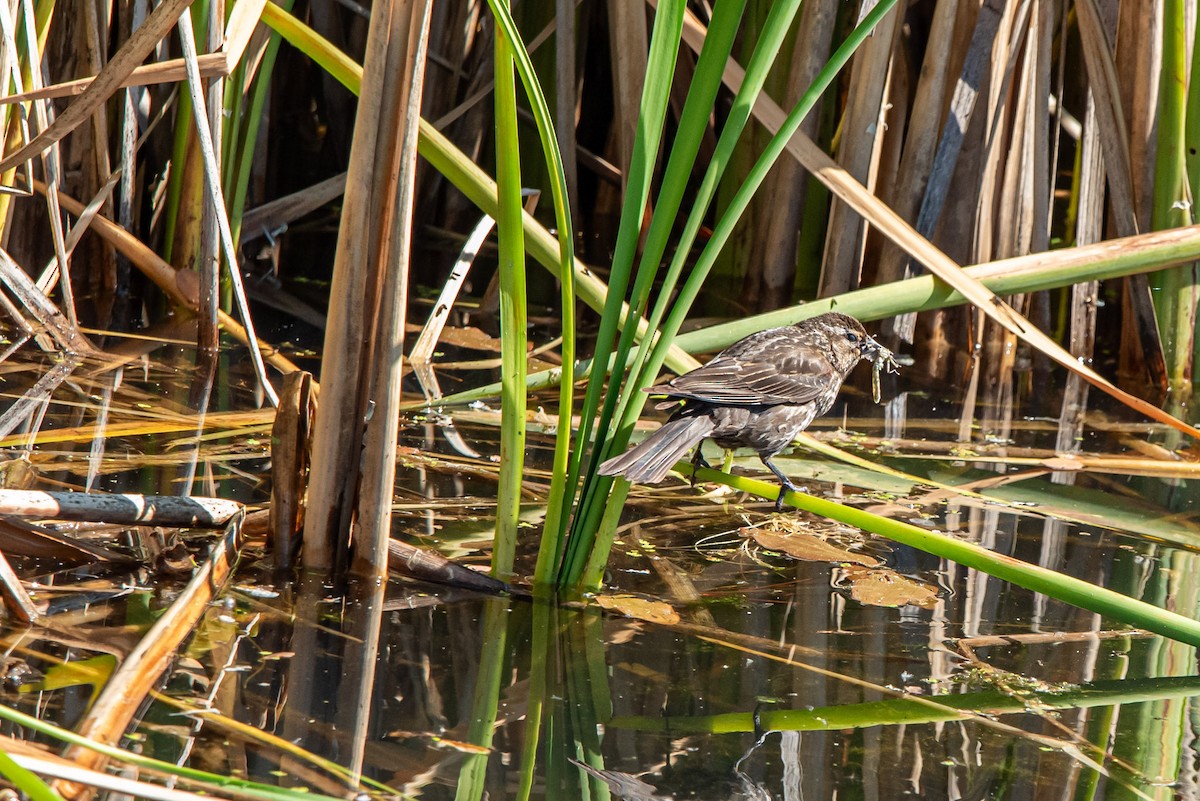 Red-winged Blackbird - ML620615747