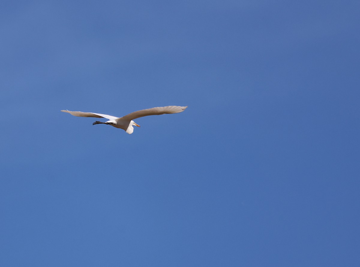 Great Egret - ML620615749