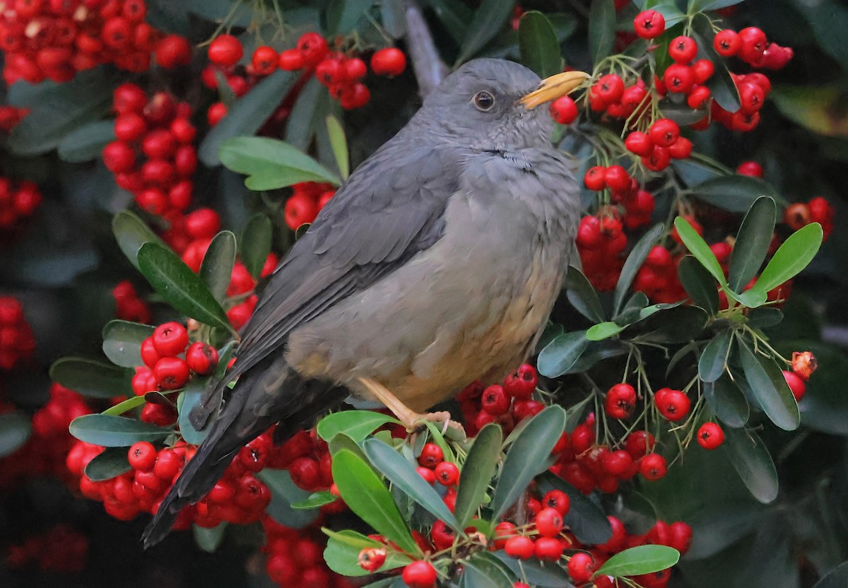 Karoo Thrush - ML620615752