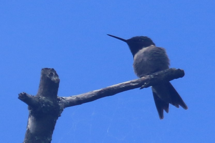 Colibri à gorge rubis - ML620615753