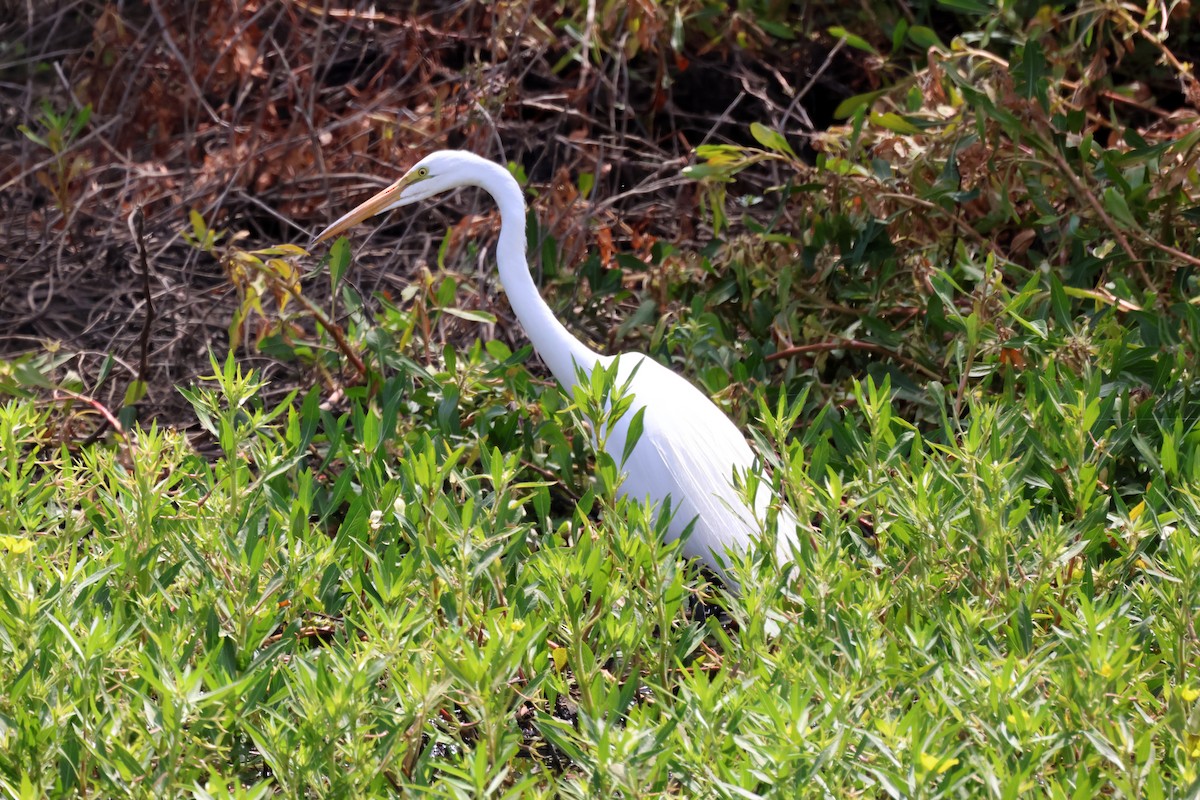 Great Egret - ML620615760