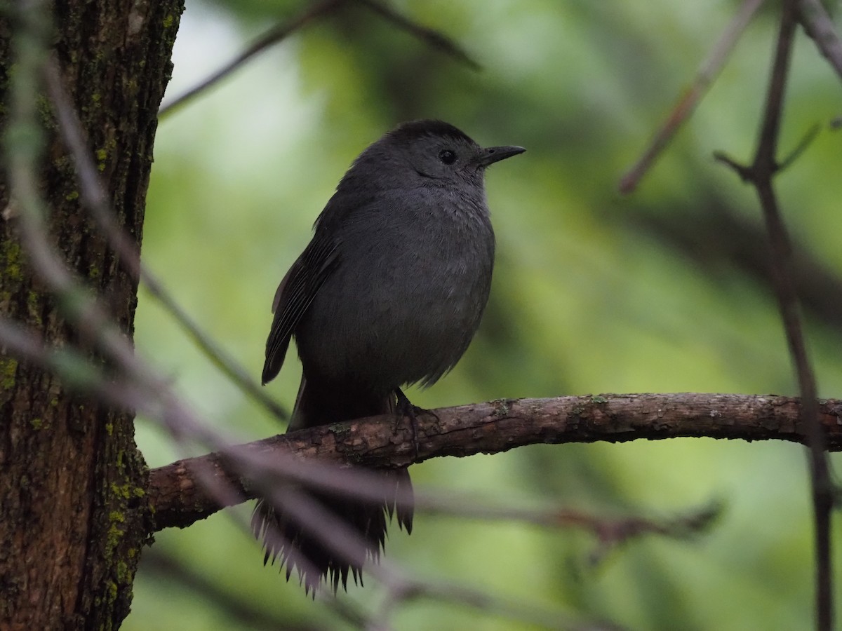 Gray Catbird - ML620615763