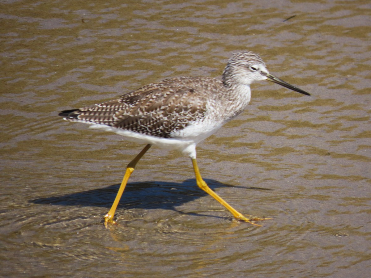 Greater Yellowlegs - ML620615764