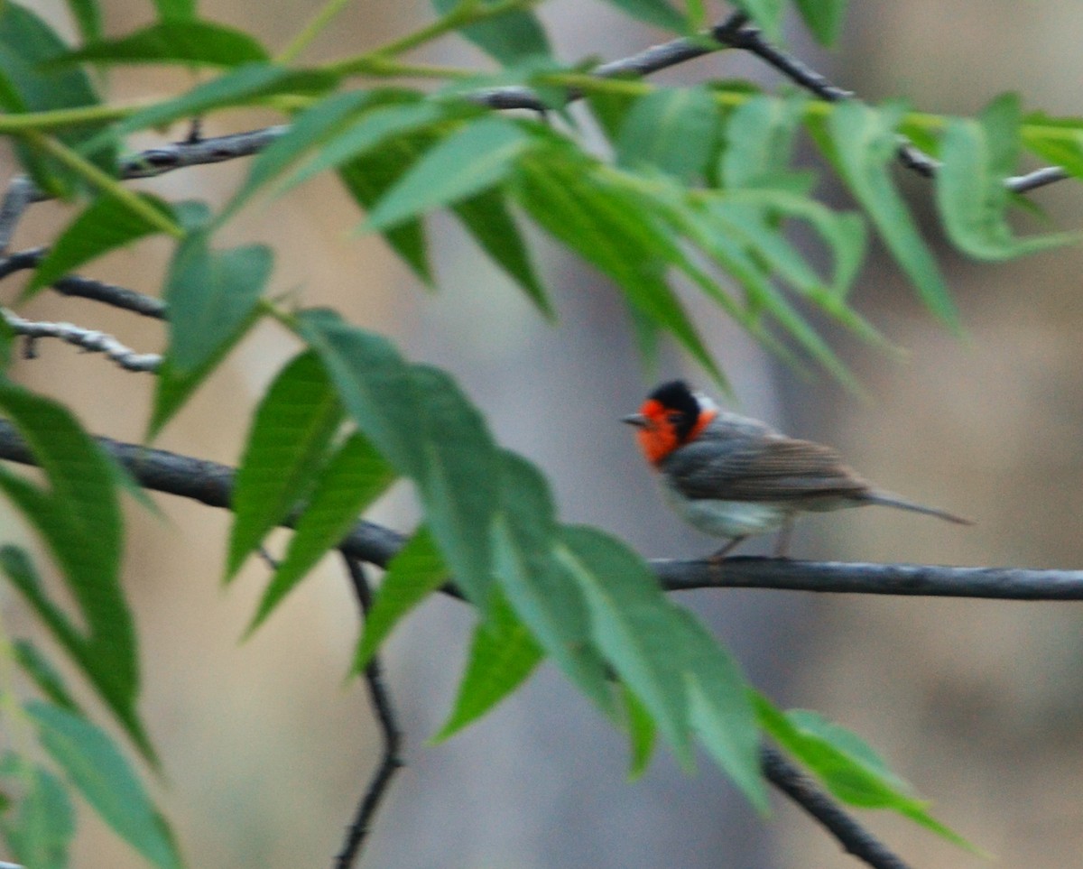 Red-faced Warbler - ML620615769