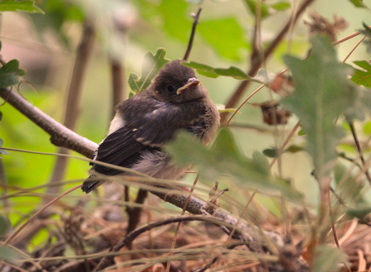 Red-faced Warbler - ML620615770