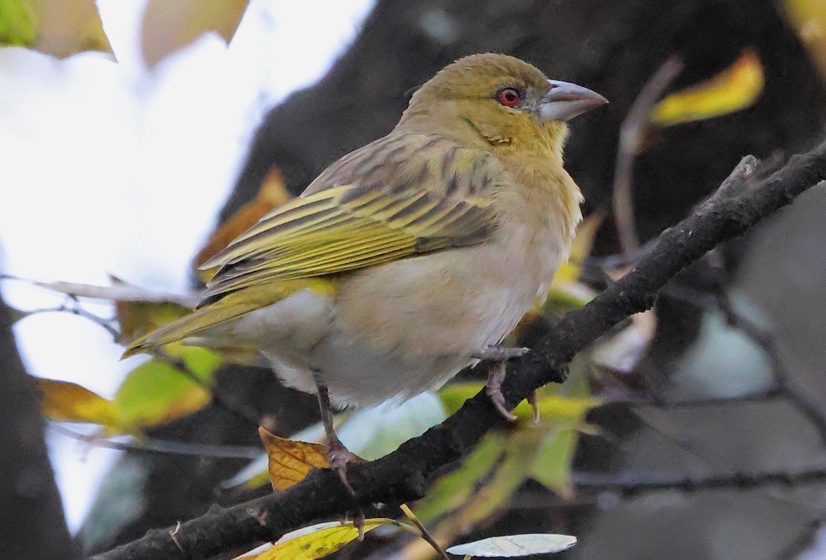 Southern Masked-Weaver - Gareth Hughes