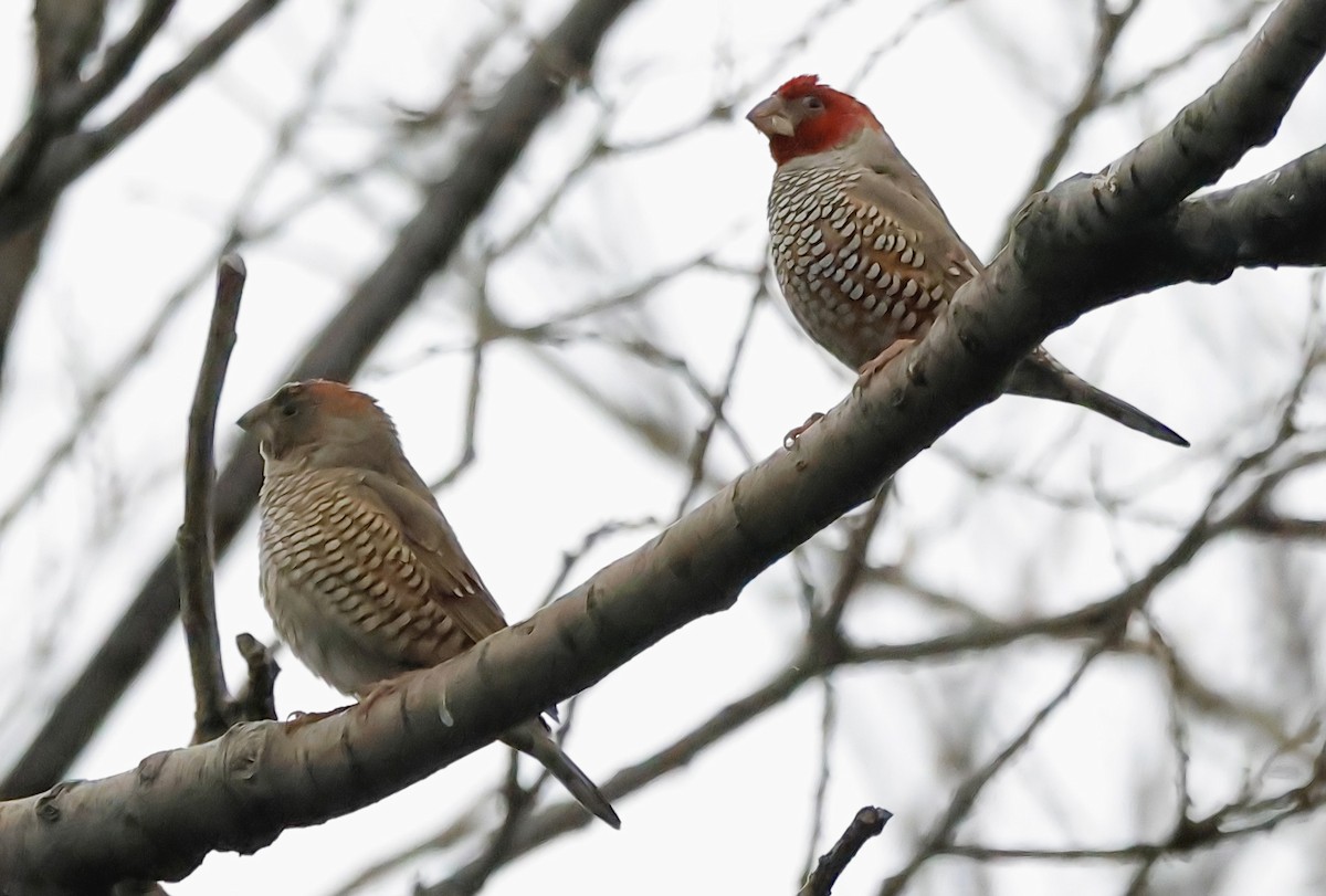 Red-headed Finch - ML620615772