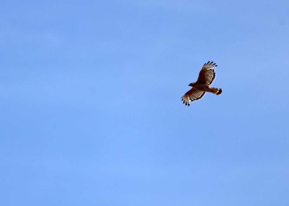 Red-shouldered Hawk - ML620615773