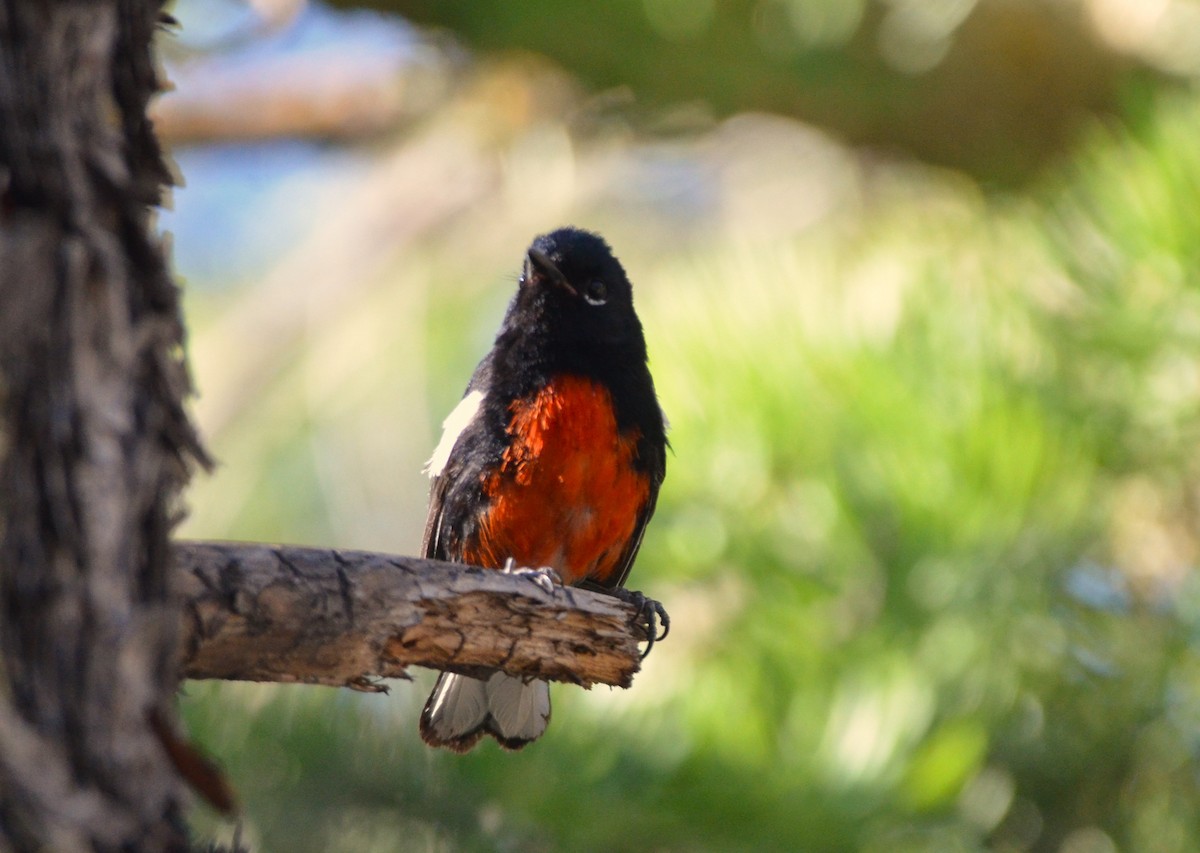 Painted Redstart - ML620615776