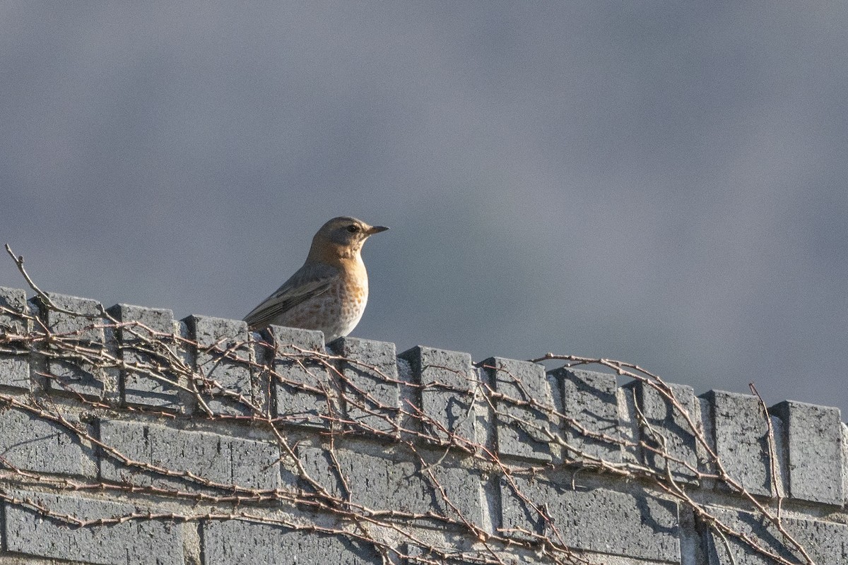 Naumann's Thrush - ML620615777