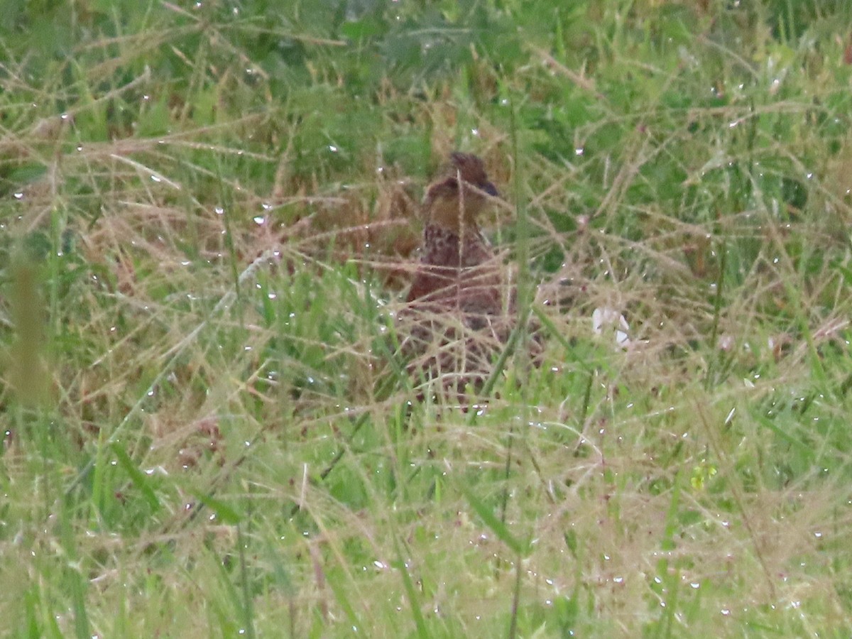 Northern Bobwhite - Dick Zerger