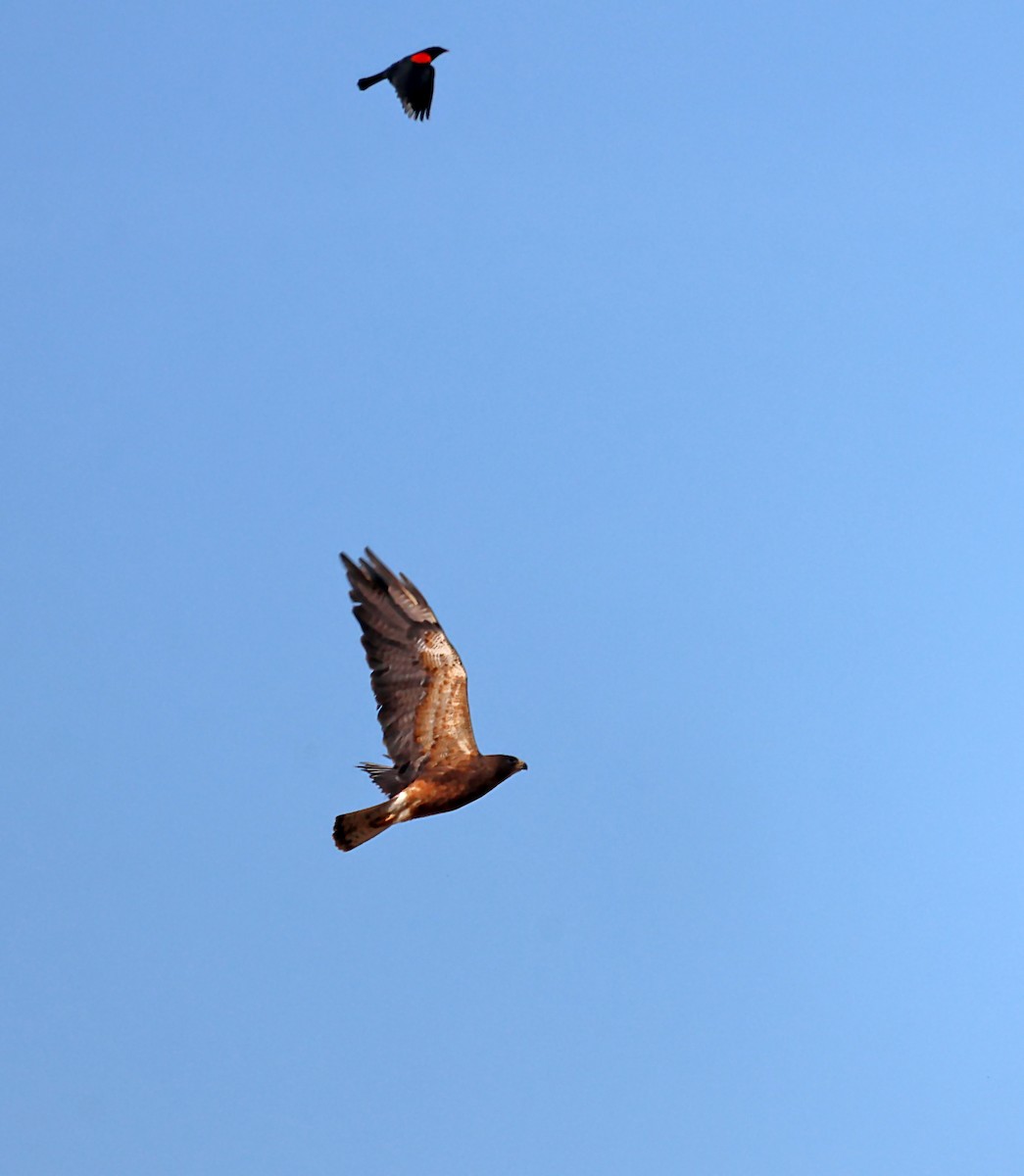 Swainson's Hawk - ML620615780