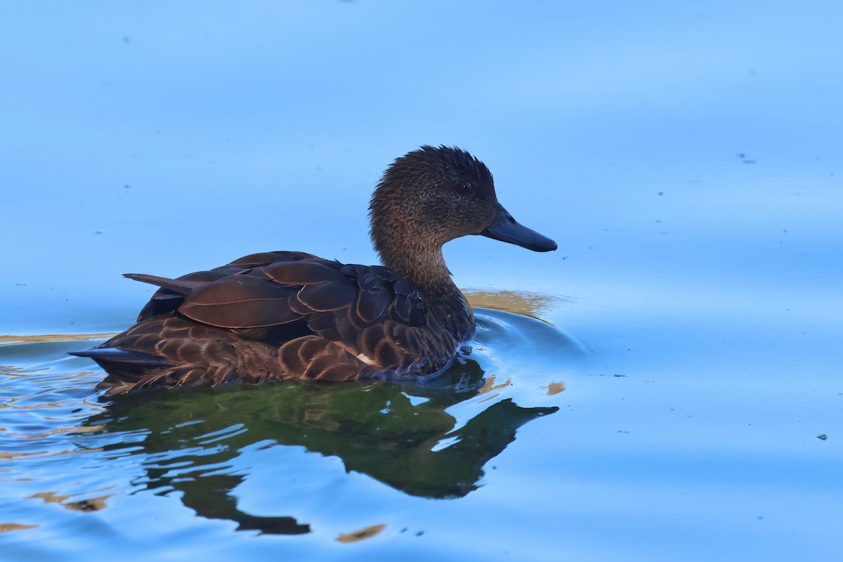 Chestnut Teal - ML620615781