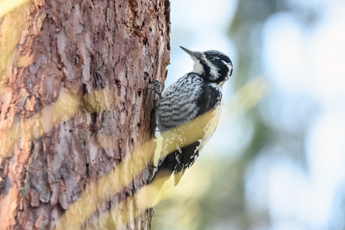 Eurasian Three-toed Woodpecker - ML620615782