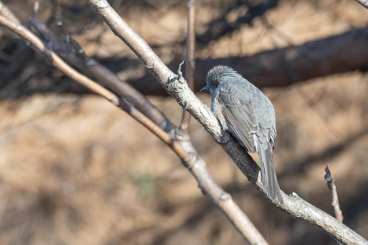 Bulbul Orejipardo - ML620615784