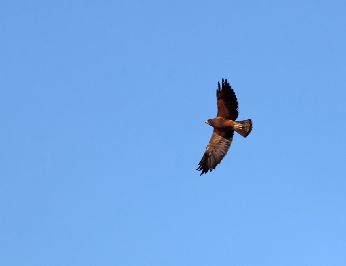 Swainson's Hawk - ML620615785