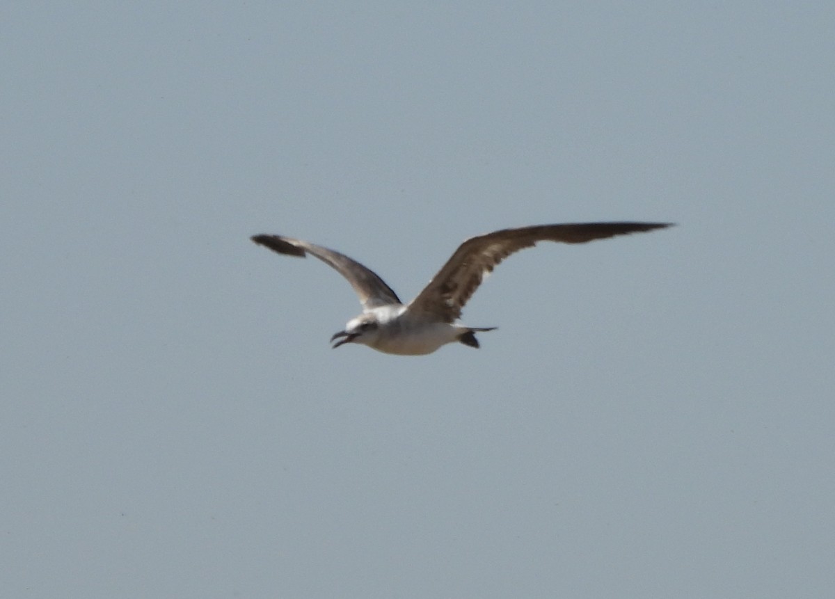 Laughing Gull - Steve Hosmer