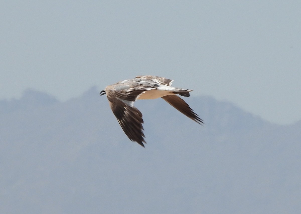 Gaviota Guanaguanare - ML620615788