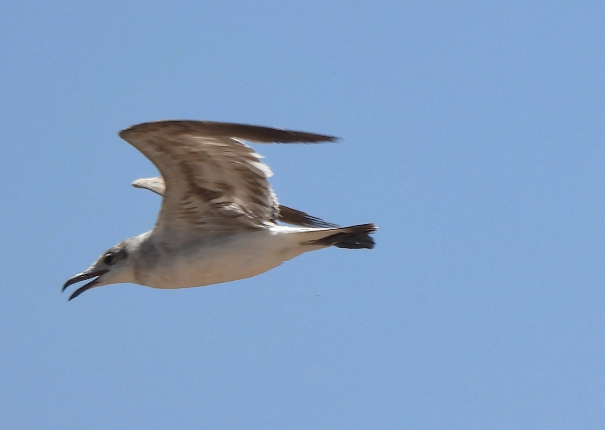 Mouette atricille - ML620615789