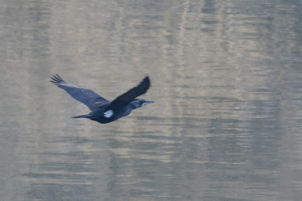 Great Cormorant (Eurasian) - ML620615792