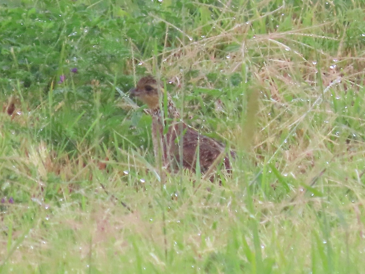 Northern Bobwhite - ML620615793