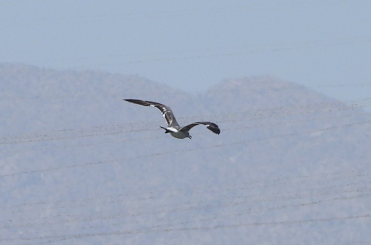 Mouette atricille - ML620615794