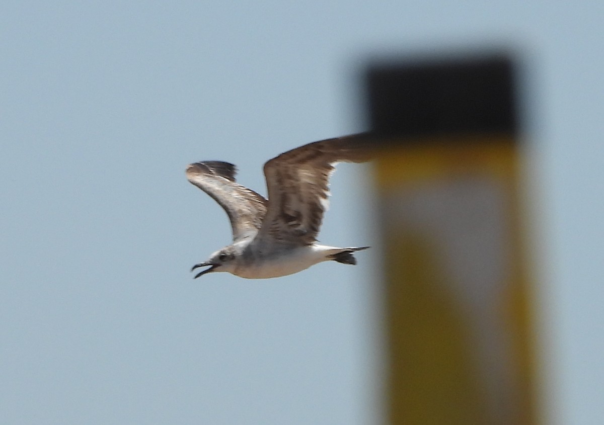 Mouette atricille - ML620615795