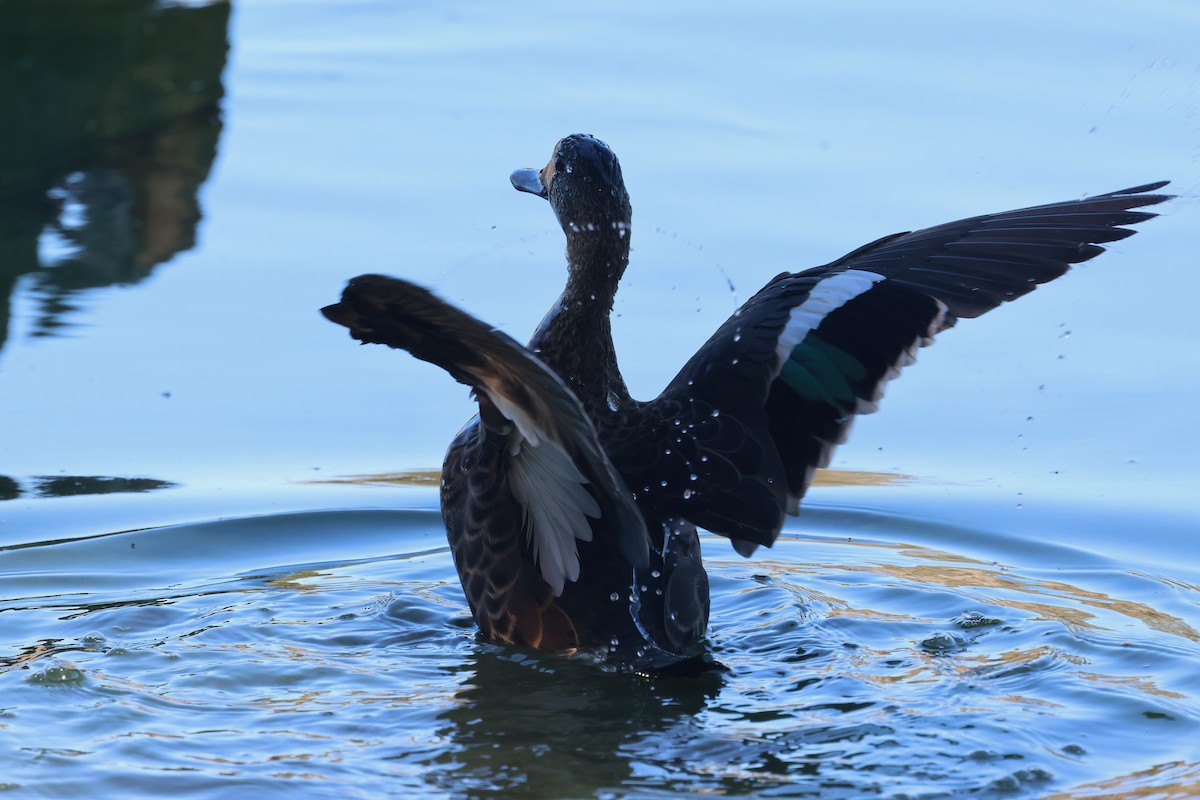 Chestnut Teal - ML620615796