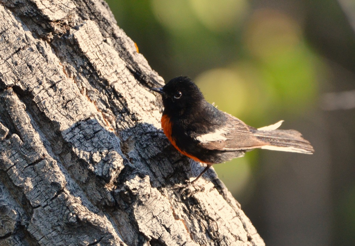 Painted Redstart - ML620615797