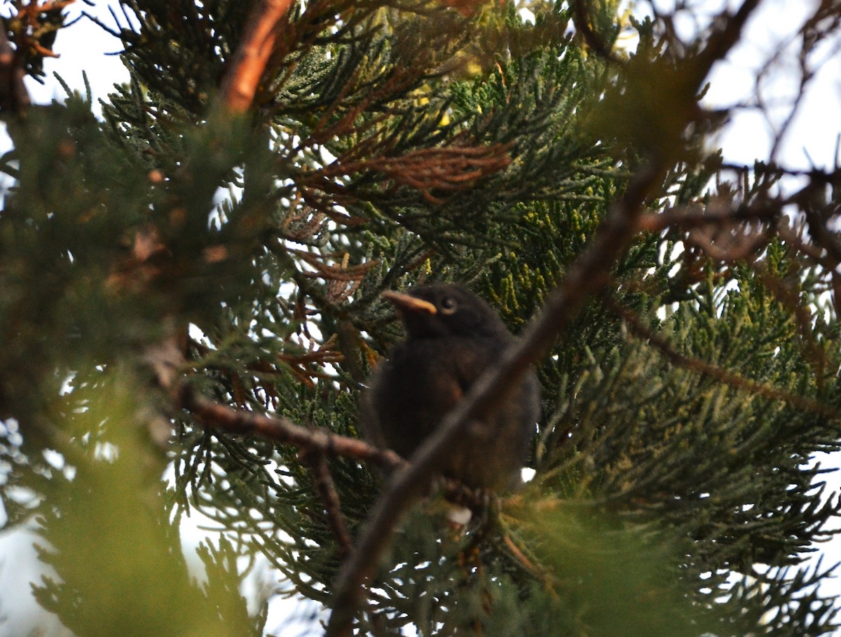 Painted Redstart - ML620615798