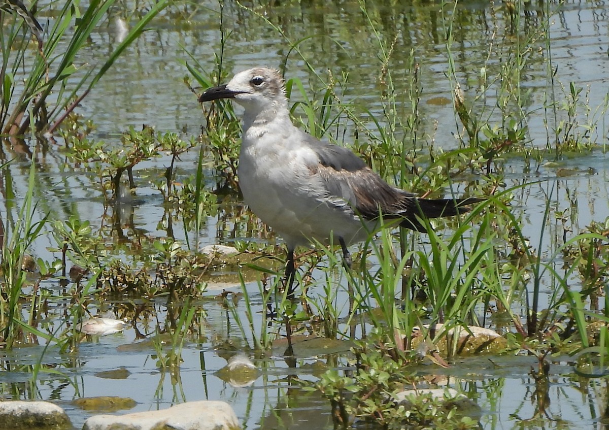 Aztekenmöwe - ML620615800