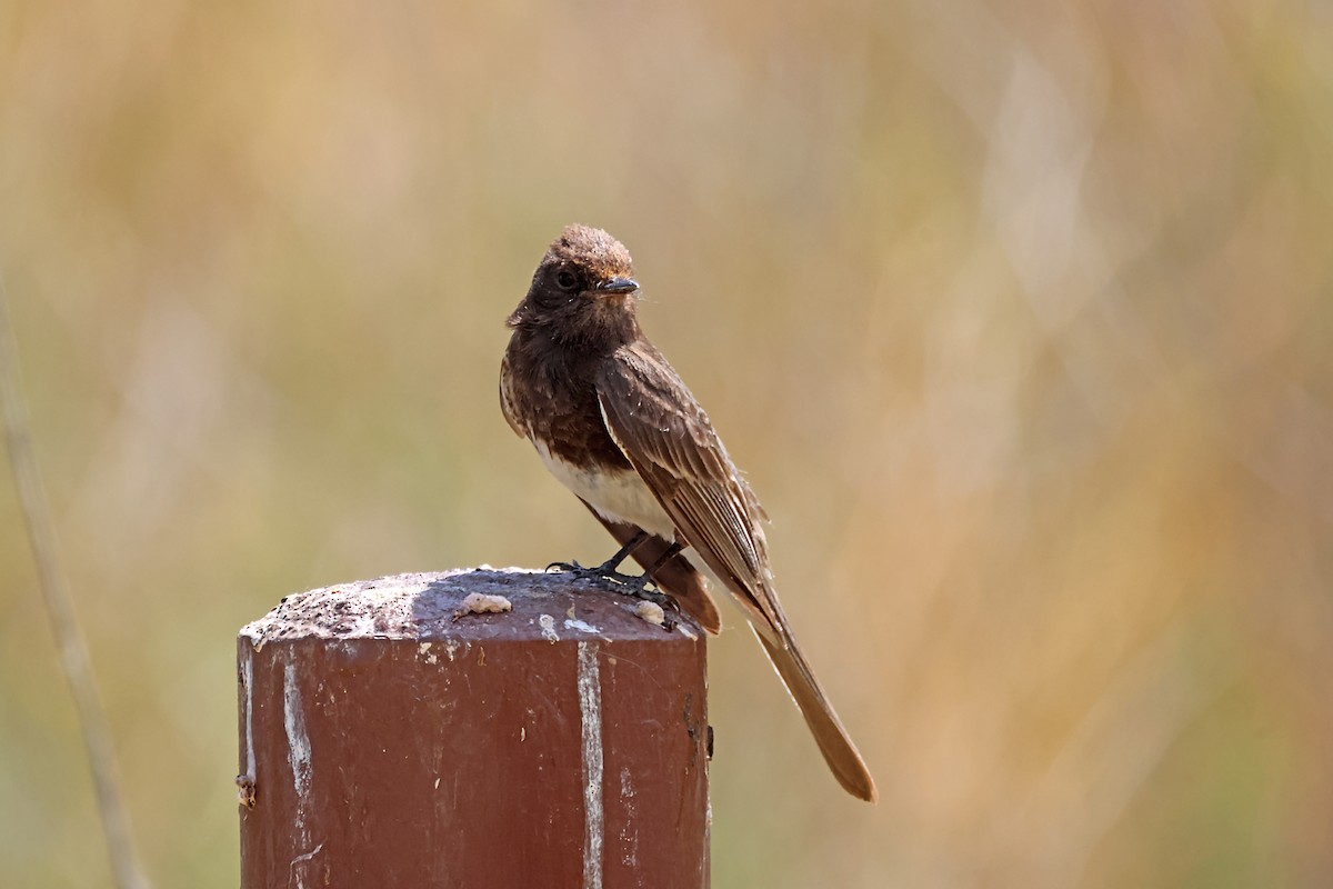 Black Phoebe - ML620615801