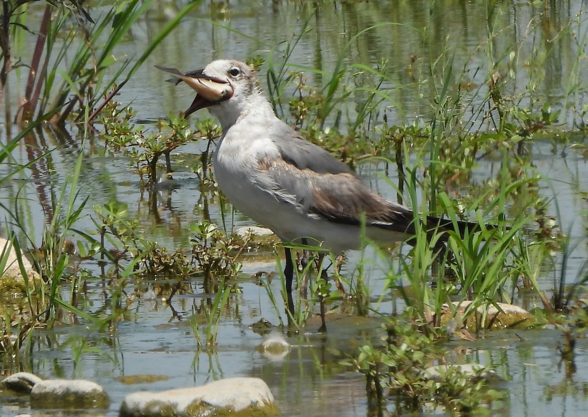 Laughing Gull - ML620615802