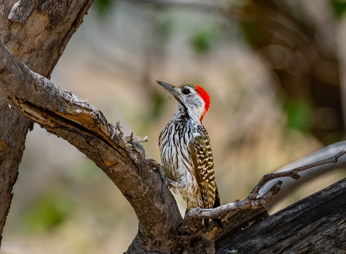 Cardinal Woodpecker - ML620615803