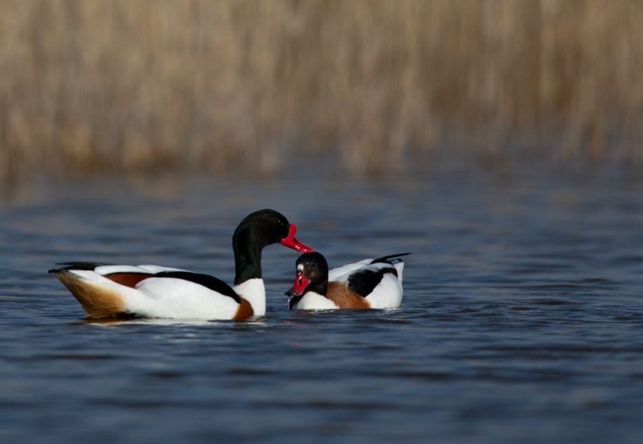 Common Shelduck - ML620615807