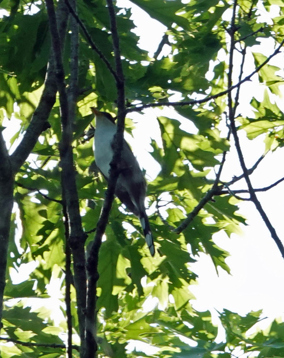 Yellow-billed Cuckoo - ML620615808