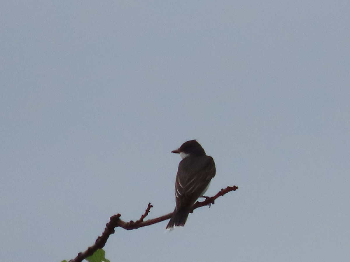 Eastern Kingbird - ML620615809