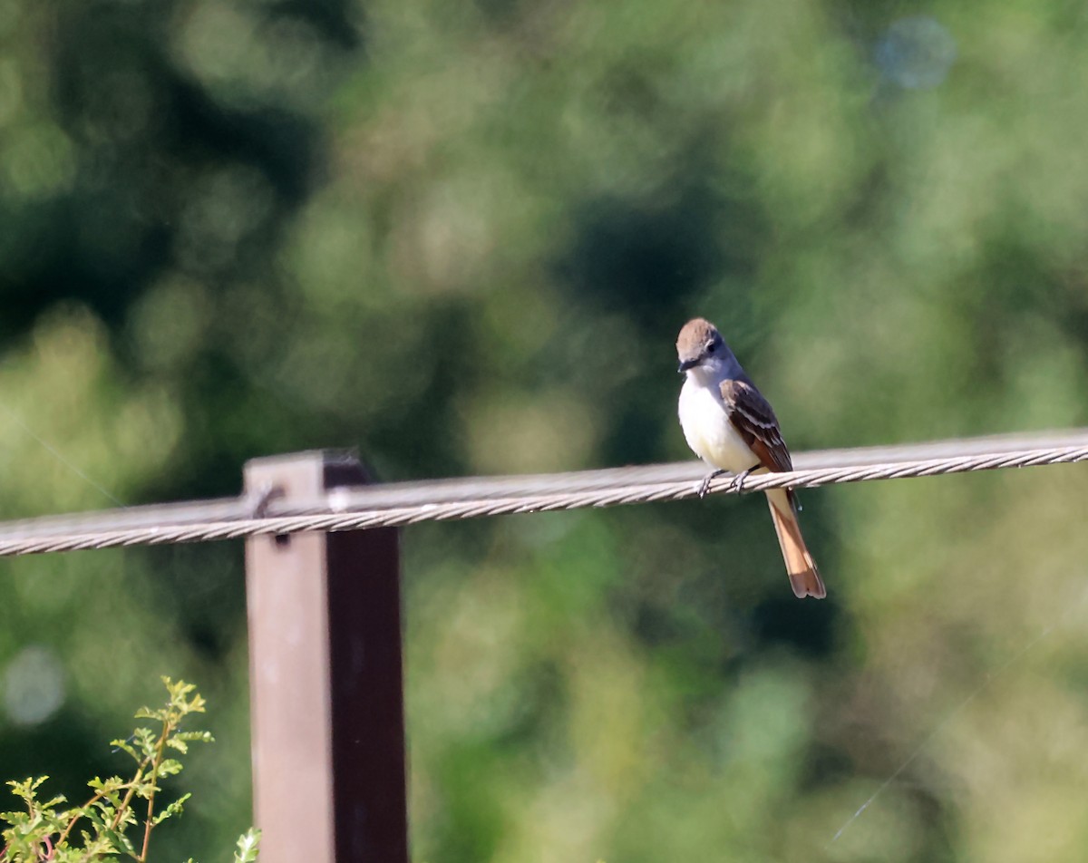 Ash-throated Flycatcher - ML620615810