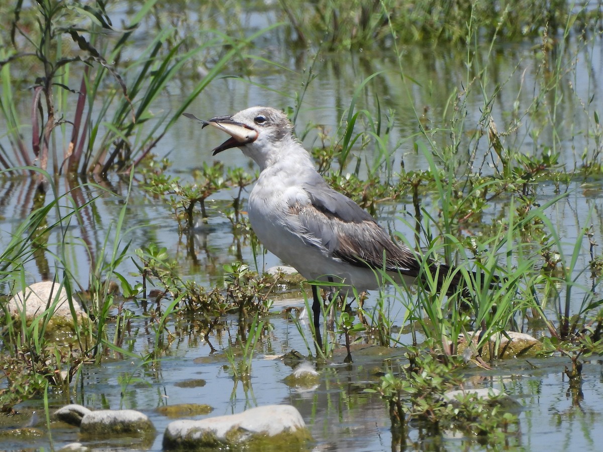 Laughing Gull - ML620615811